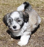 Darcy