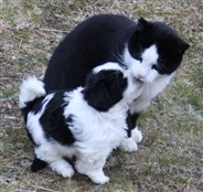 Smedtj&auml;rns Odon 