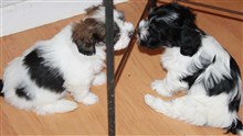 Smedtj&auml;rns Zara och Zigne, 7 veckor