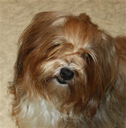 King Mano Pupsiukas