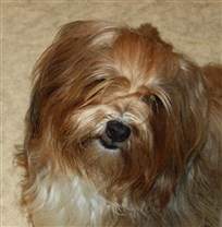 King Mano Pupsiukas