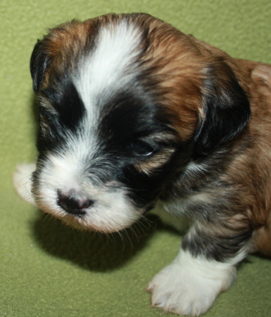 Korriander 3 v 007 Hems.JPG