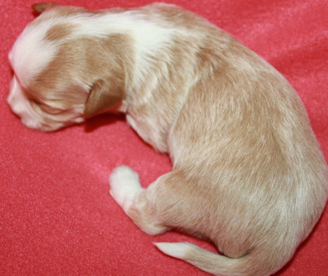 IMG_3611 Tik 1, 2 v hem.JPG