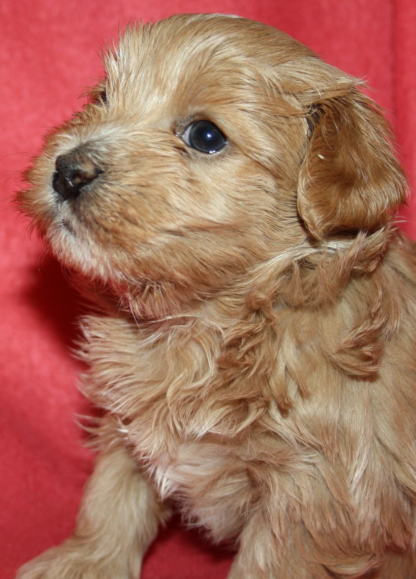 IMG_3759 Lennon hane 2   4  v hem.JPG