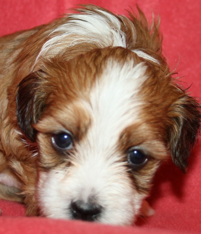 IMG_3776 Lucky Boy Hane 3 hem.JPG