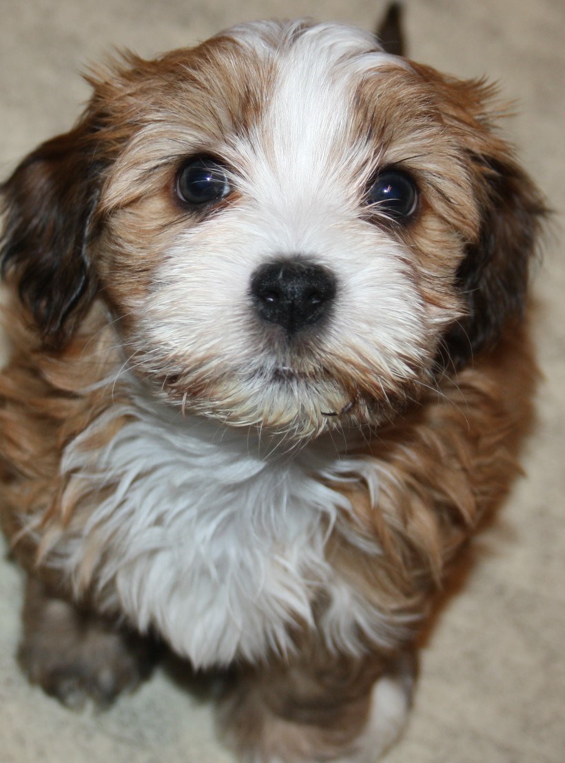 IMG_3938 Lycky Boy Milo 6v Hem.JPG