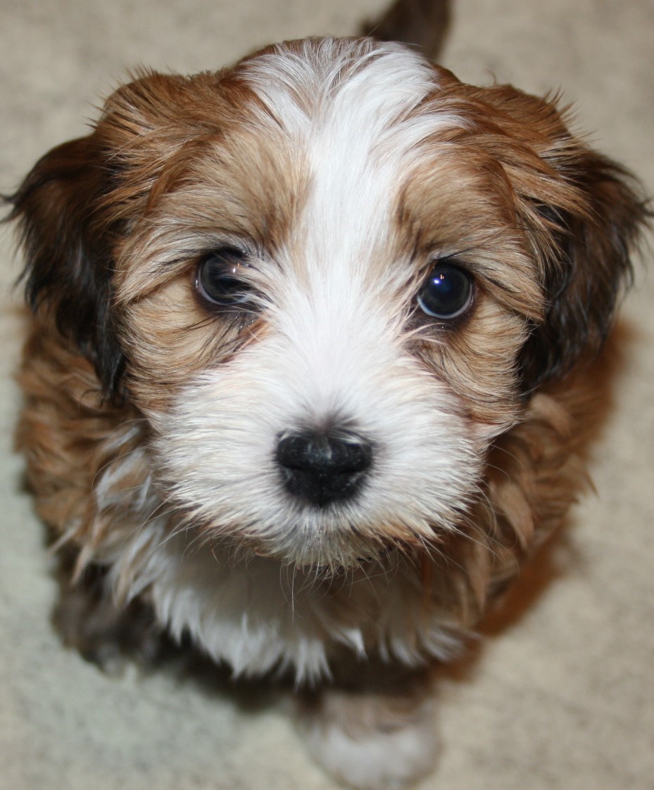 IMG_3939 Lycky Boy Milo 6v Hem.JPG