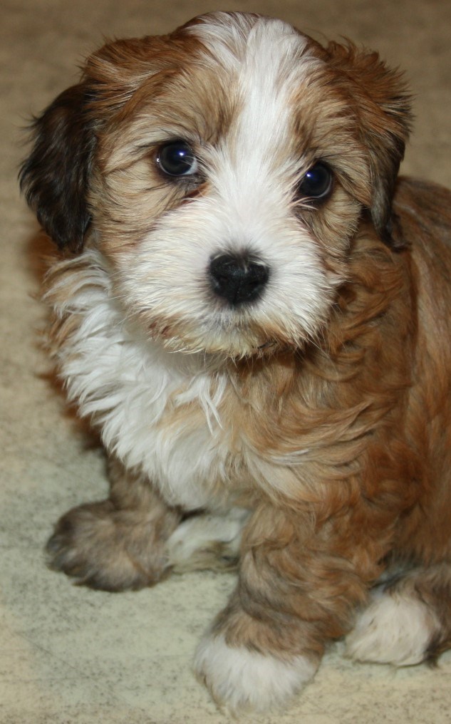 IMG_3941 Lycky Boy 6 v Hem.JPG