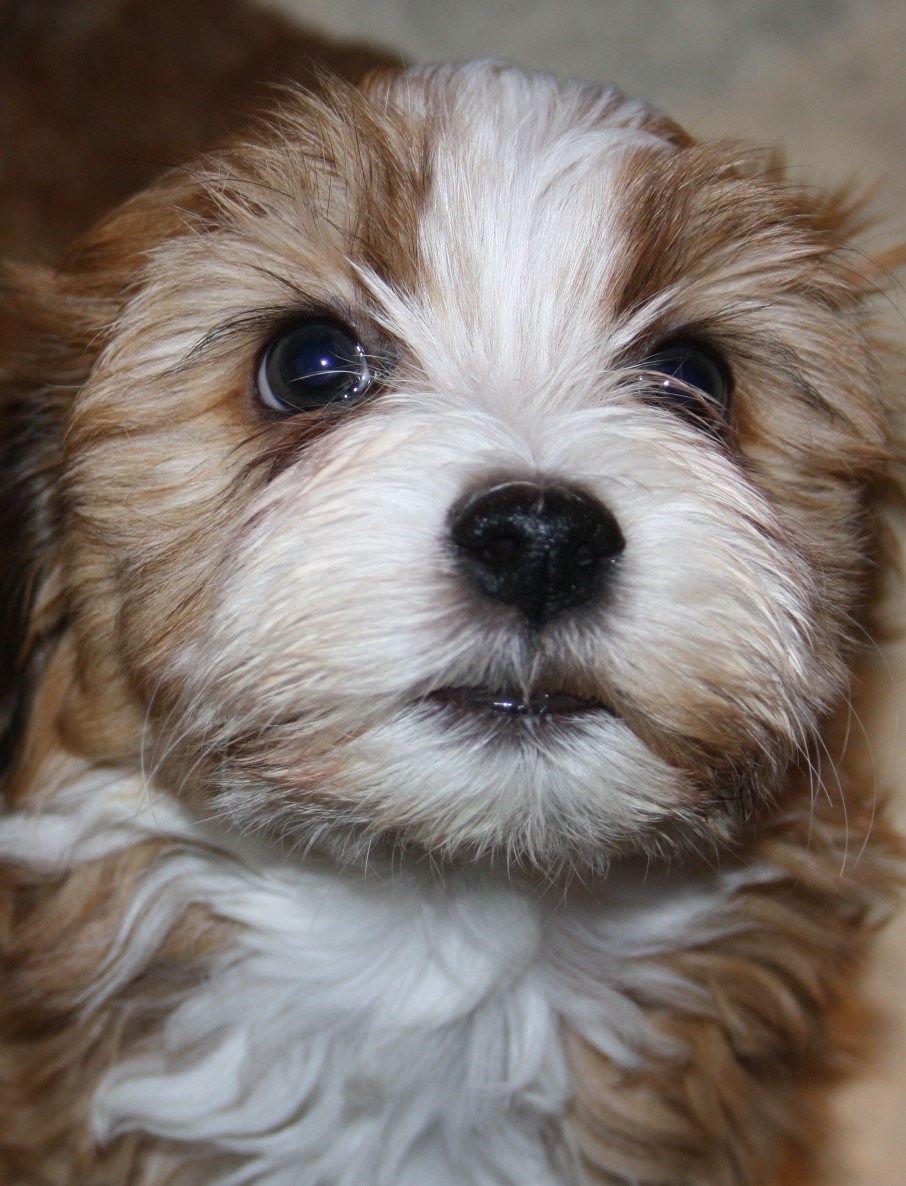 IMG_3995 Lucky Boy Milo  8v Hem.JPG