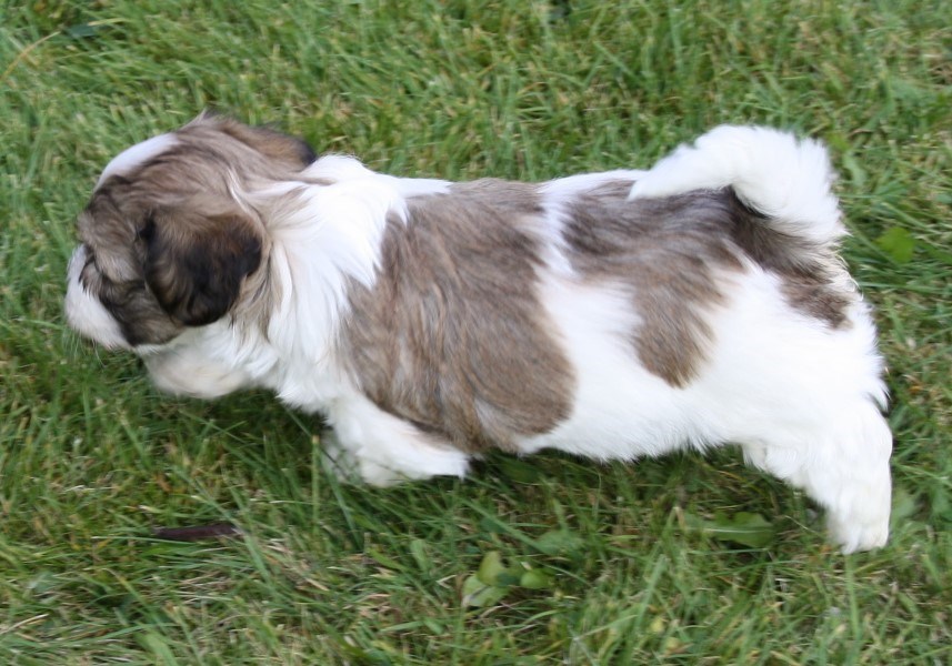 IMG_5602 Hane 1 Oliver 6v Hem.JPG