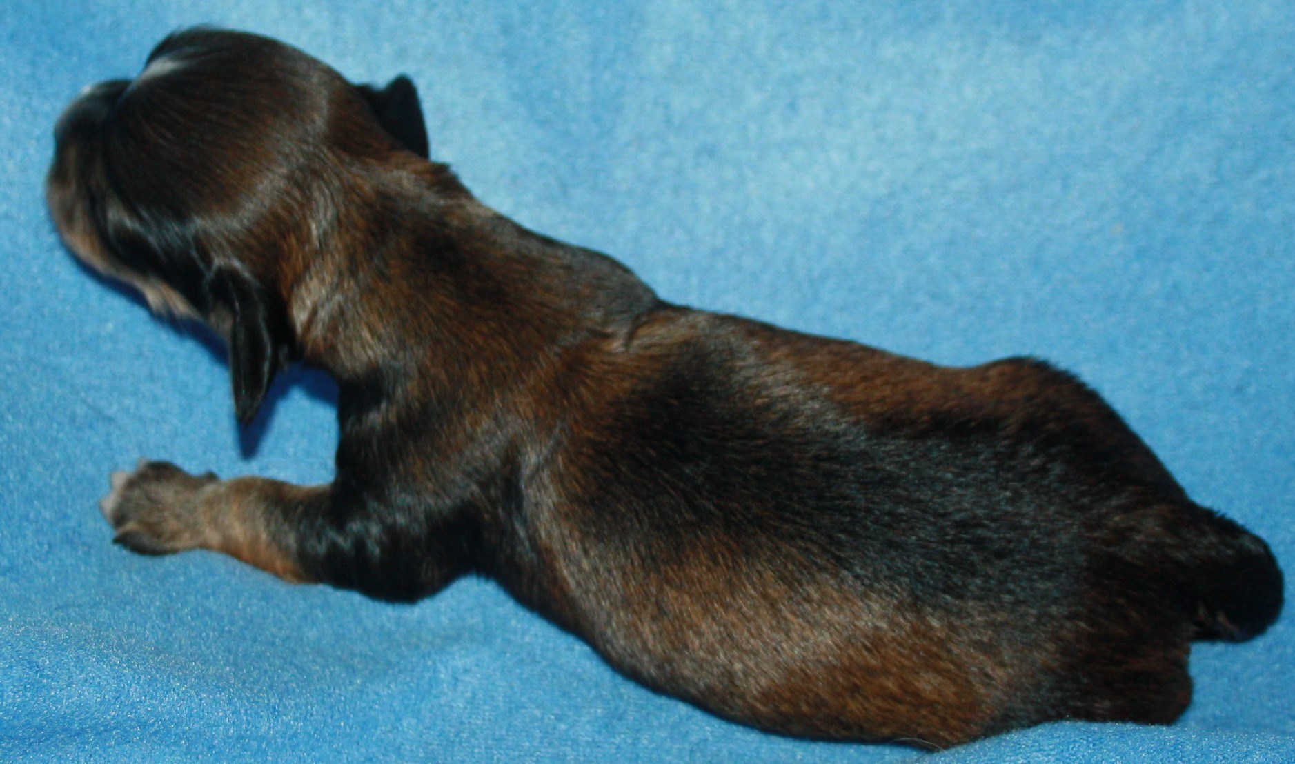 IMG_8976 simba1 v hem.JPG