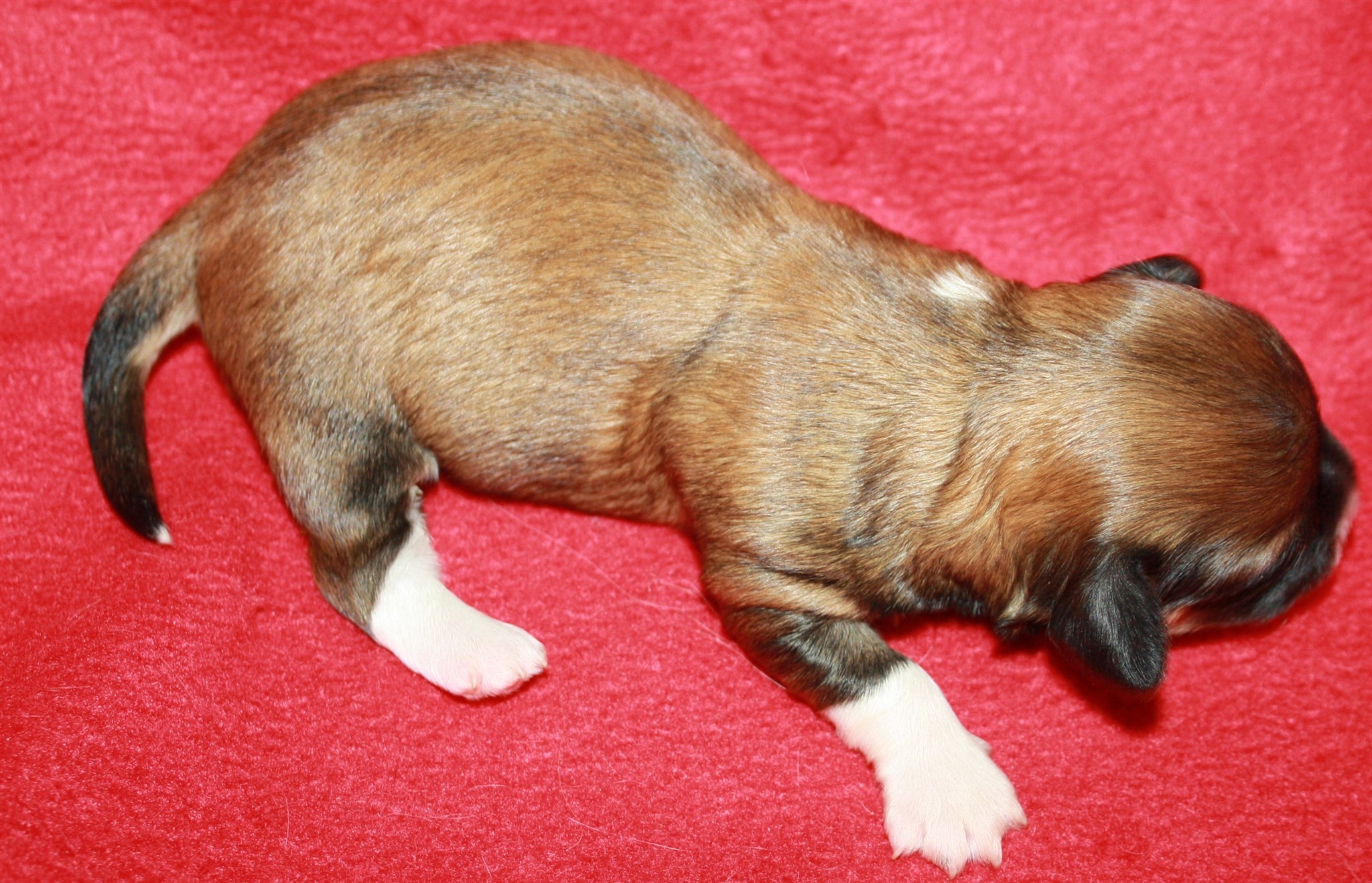 IMG_8959 Nala 1 v hem.JPG