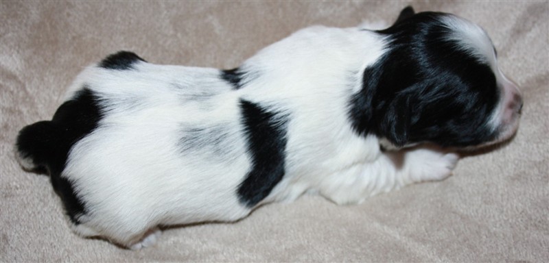 elvis 1.JPG