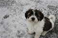Daisy 7 v 028.jpg