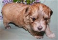 Gary Copper 3 v 006.JPG