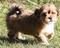 IMG_9743 Ginger Roberts 7 v.JPG