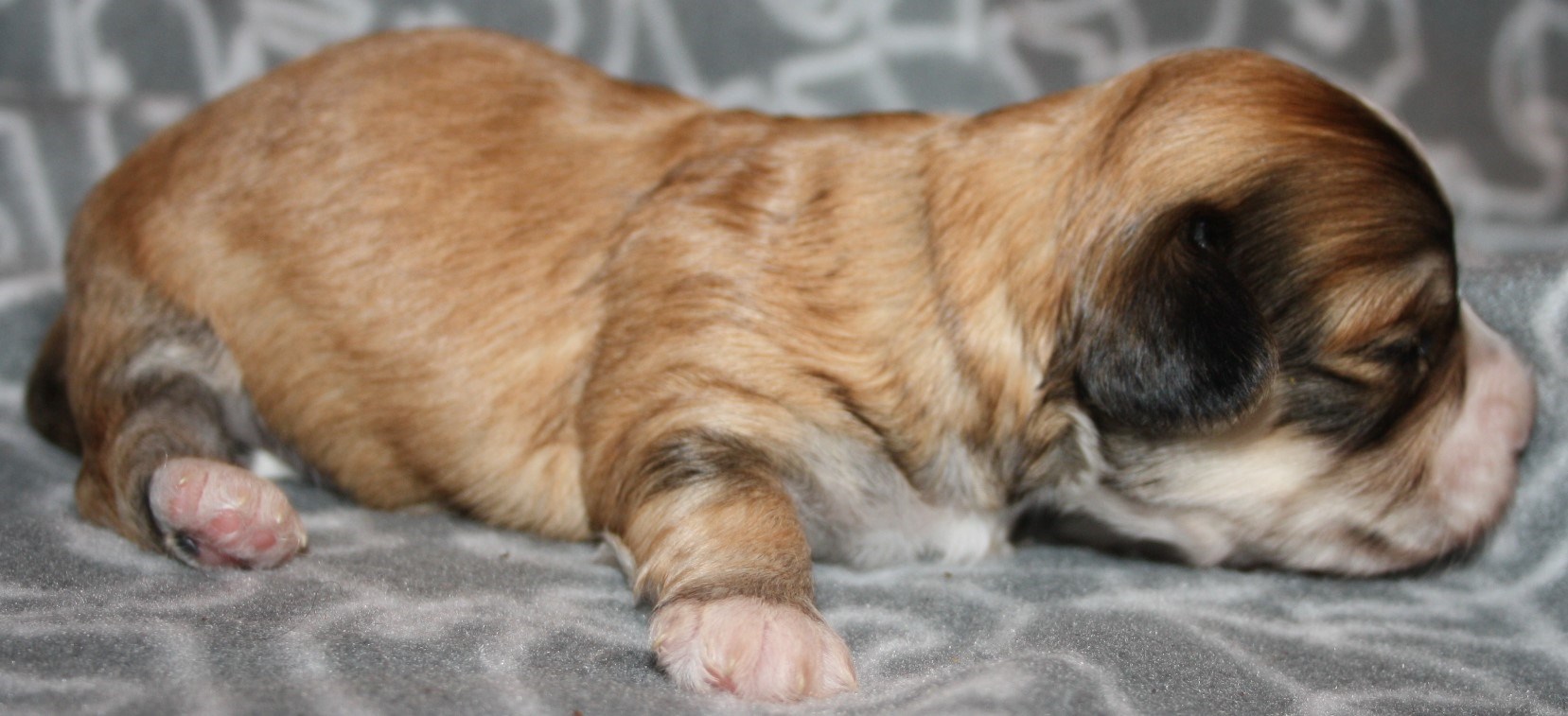 Hane 1 2 v IMG_0096.JPG