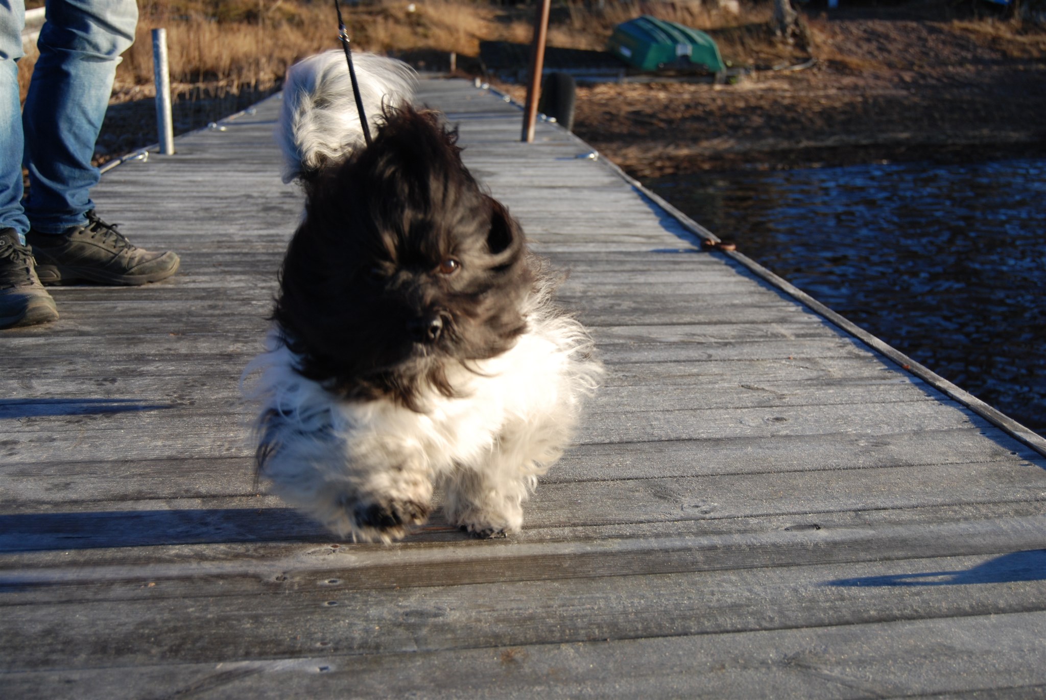 Hund Eddie, Gordon, Totte och Zac 2017 - 27.jpg