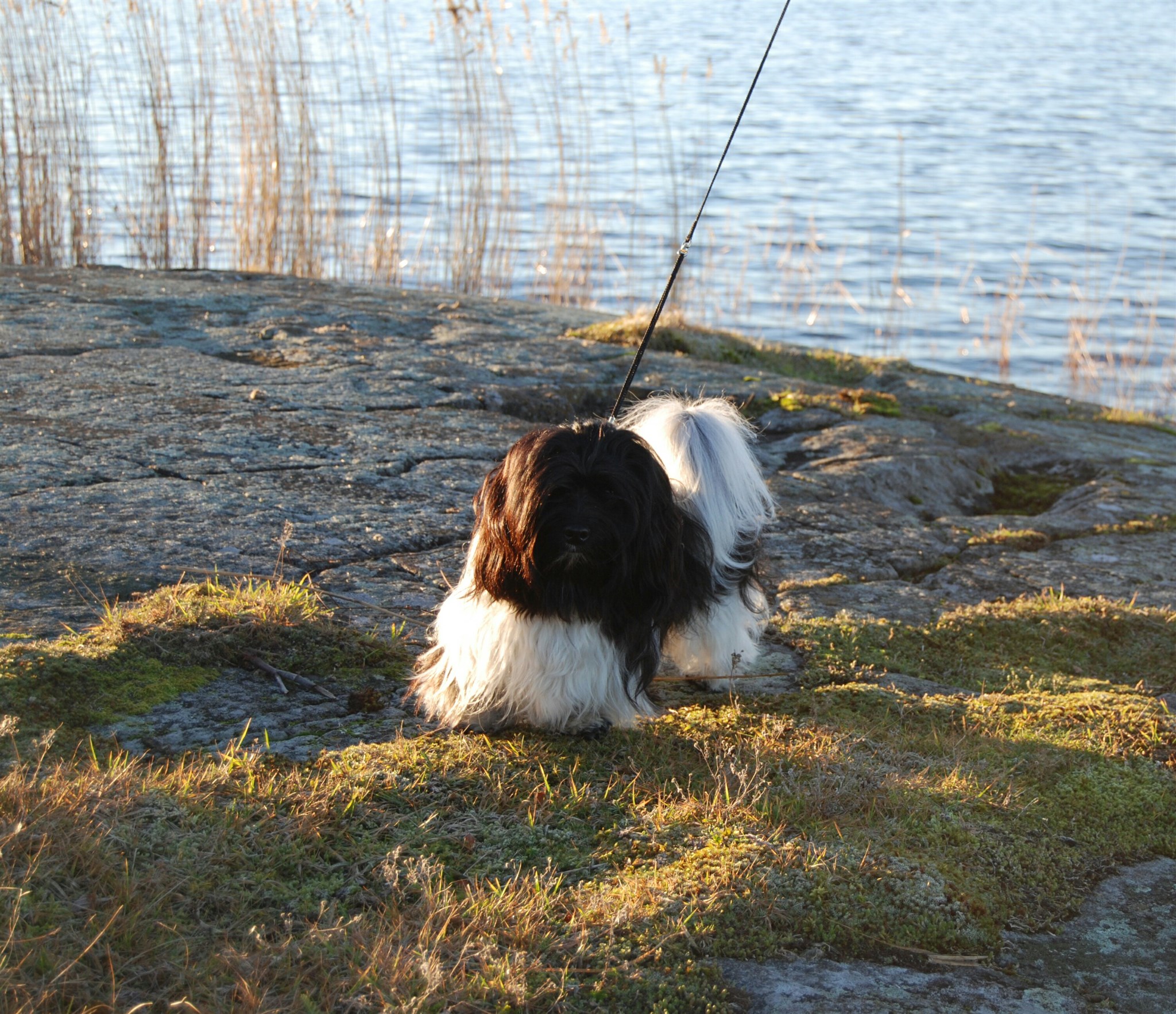 Hund Eddie, Gordon, Totte och Zac 2017 - 12.jpg