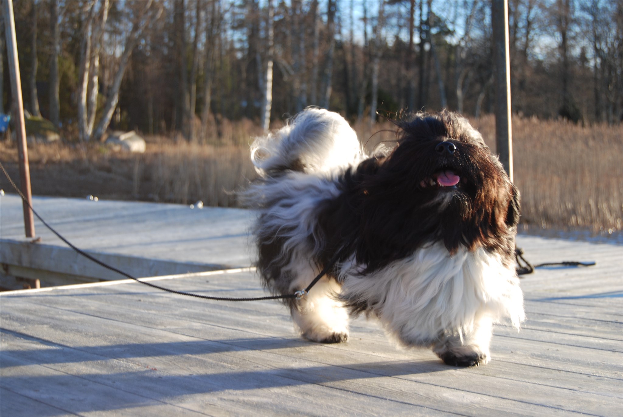 Hund Eddie, Gordon, Totte och Zac 2017 - 21.jpg
