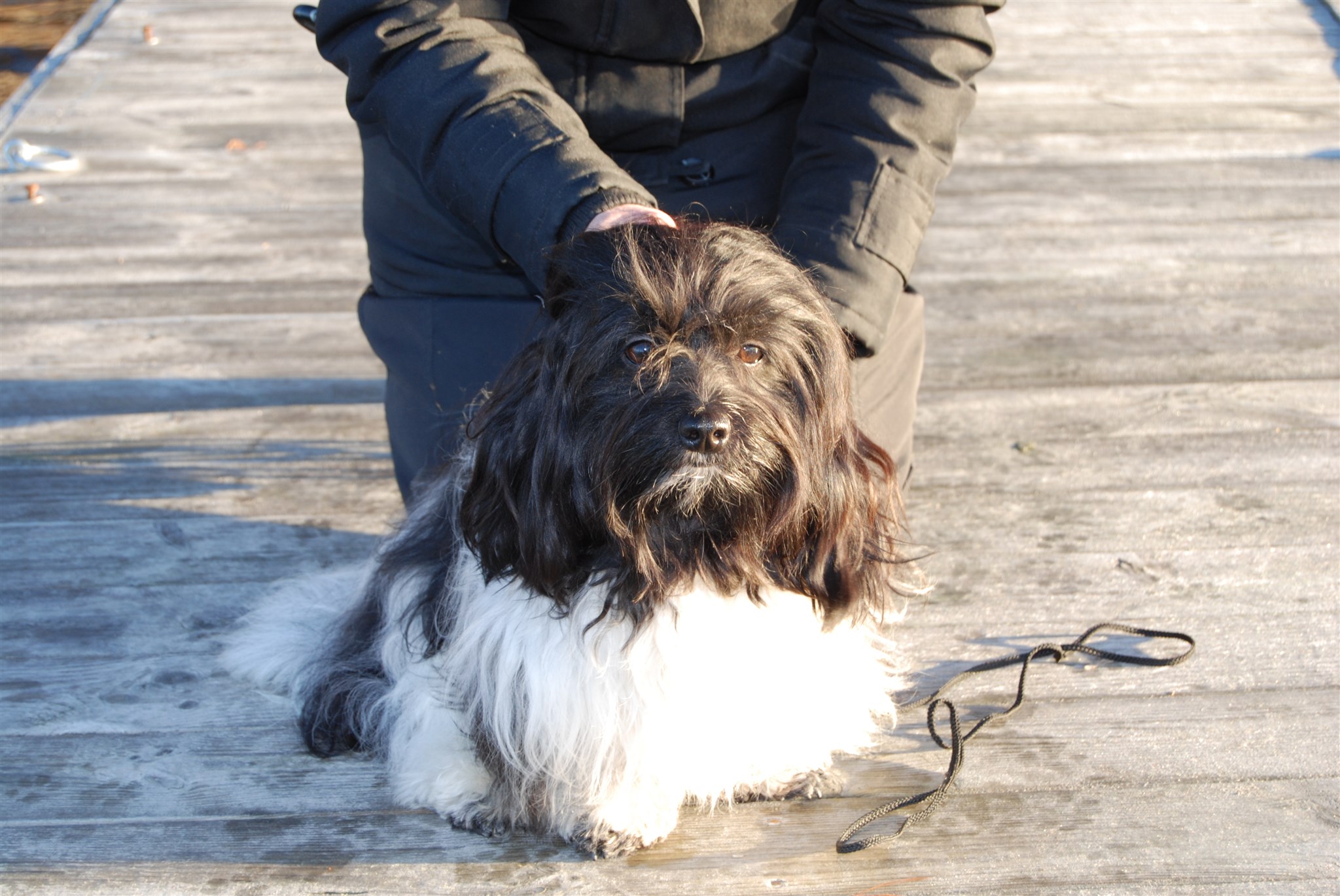 Hund Eddie, Gordon, Totte och Zac 2017 - 23.jpg