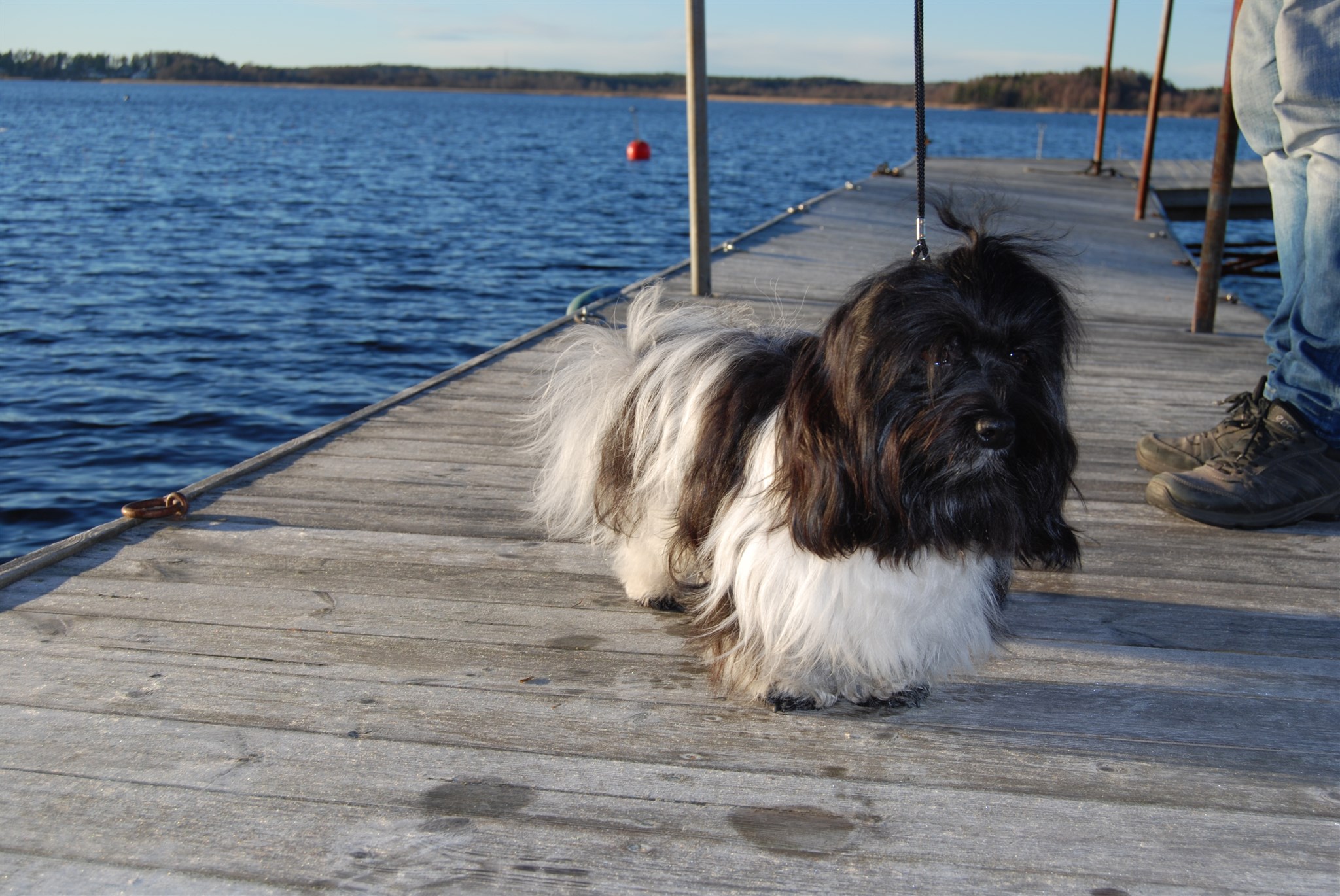 Hund Eddie, Gordon, Totte och Zac 2017 - 30.jpg