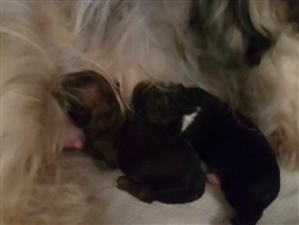 Valparna några timmar