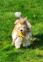 Smedtjärns Tindra "Tuss"