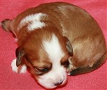 I'm The Clown Of Lucky Boy