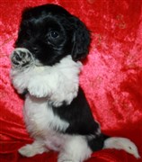 Hej säger Eddie Meduza