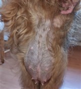 Vi väntar snart valpar