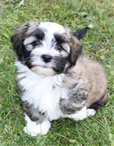 Smedtjärns Noel 7,5 v