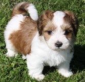 Smedtjärns Qamile 5 veckor