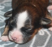 H-kull tik 5 svart-vit-sobel