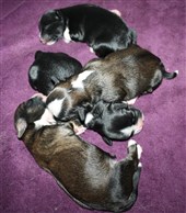 R-kull födda 200920