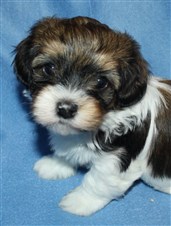 Smedtjärns Ulf, 6 veckor