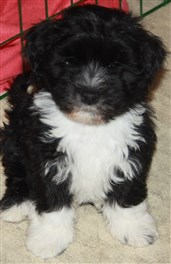 Smedtjärns Roxett 8 veckor