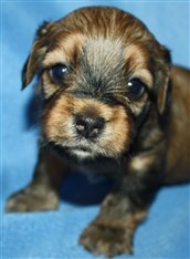 Smedtjärns Anton 3 veckor