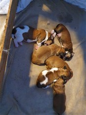 T-kull nyfödda 210601