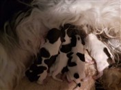 Ellinor första kull 180312