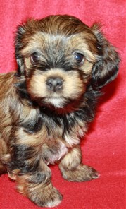 Smedtjärns Kiara, 6 veckor