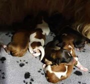 Nyårskarameller f.230101