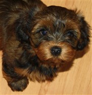 Smedtjärns Astrid 8v