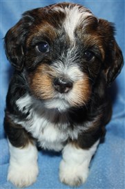 Smedtjärns Arvid 5 v.