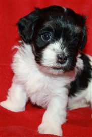 Smedtjärns Zaga, 5 veckor