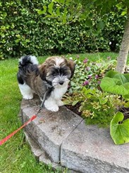 Smedtjärns Qleo 9 veckor