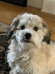 Smedtjärns Silverblade