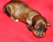 Smedtjärns tik 2, 1 dygn