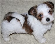 Reserverad  Smedtjärns Xena "Coco" 8 veckor