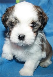 Smedtjärns Supermario 6 veckor